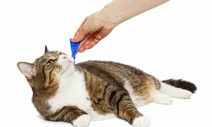 How to bring fleas at a pregnant cat