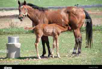 As there takes place childbirth at a horse