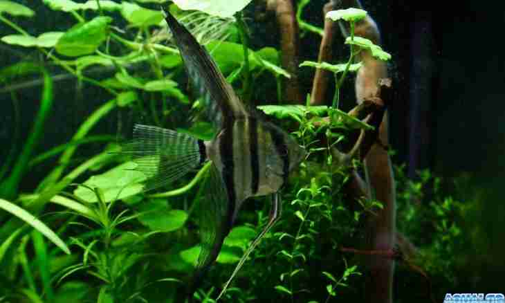 Reproduction of skalyariya in the general aquarium