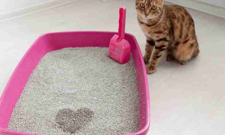 What to replace cat litter with