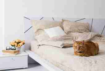Why the cat pisat on a bed of owners