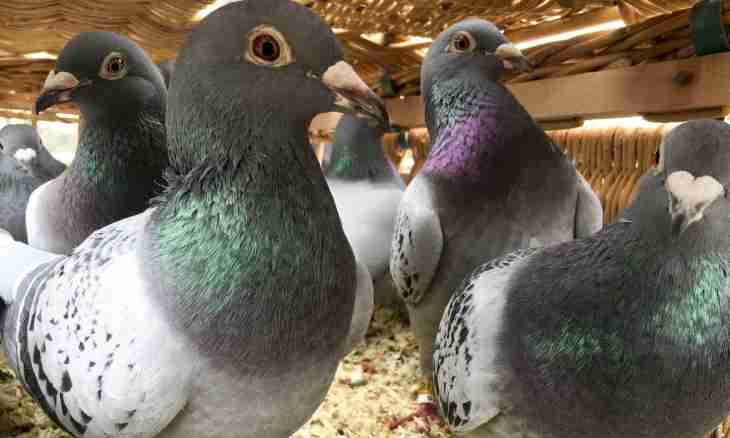 How to breed pigeons