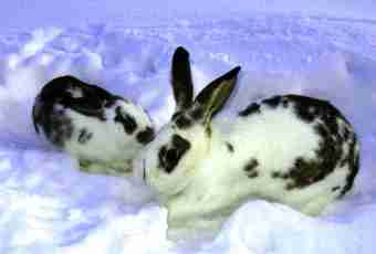 How to give to drink to rabbits in the winter