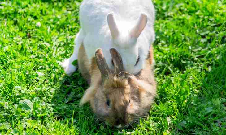 How to breed domestic rabbits