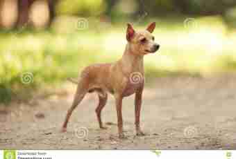 How to breed toy terriers