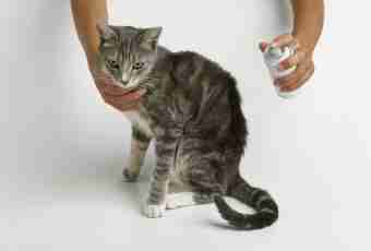 How to bring fleas at a cat in house conditions