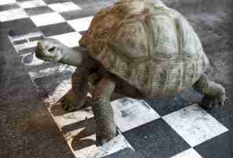 Age of a turtle: how to determine by the table