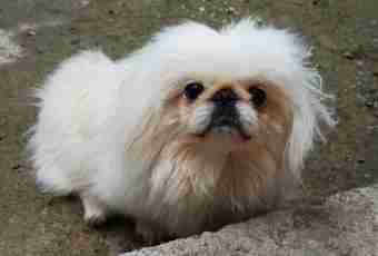 How to bring up a Pekinese