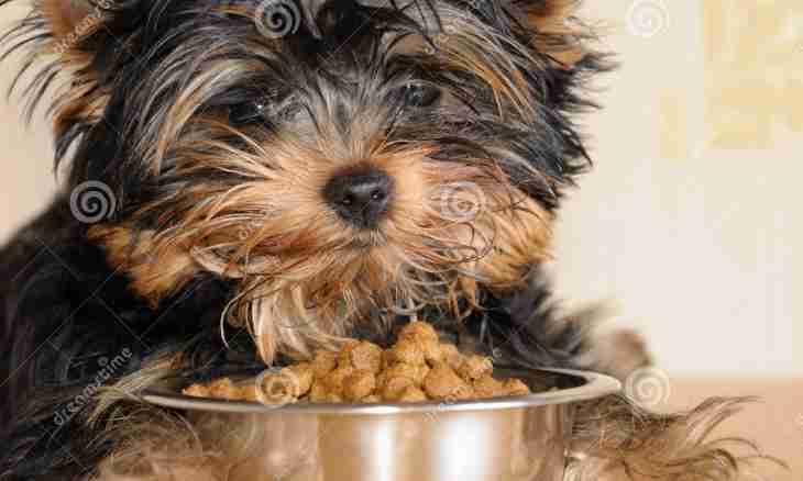 What has to be the weight of a Yorkshire terrier