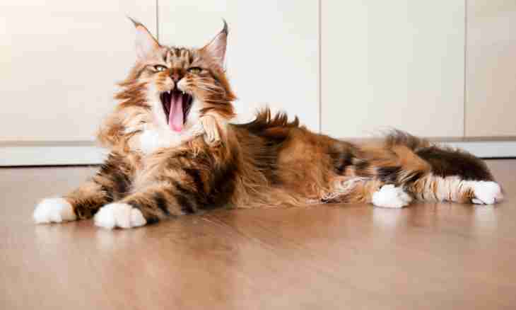 Features of care for a Maine Coon