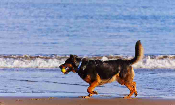 How to go to a holiday on a seashore with the dog