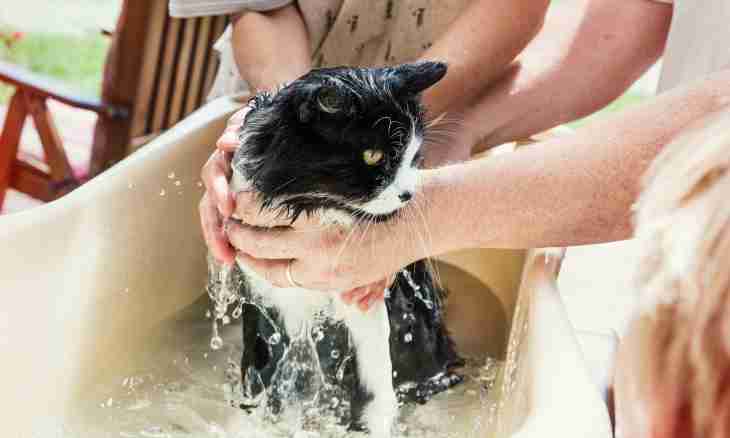 How to wash a cat it is correct
