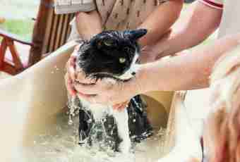 How to wash a cat it is correct