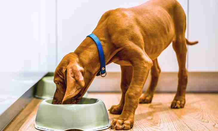 How to gain weight to a dog