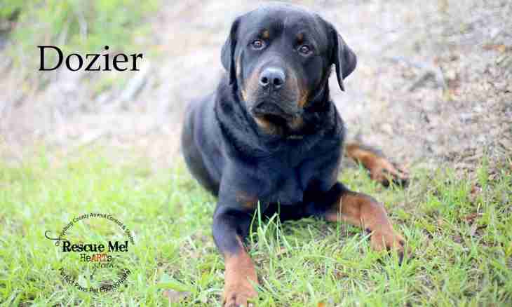 From what age it is possible to train a Rottweiler