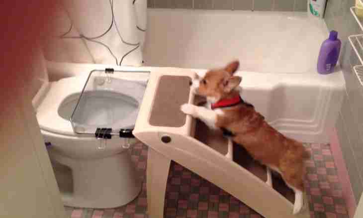 Process of schooling of a puppy to a toilet