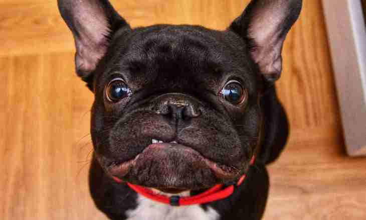 How to feed a puppy of the French bulldog