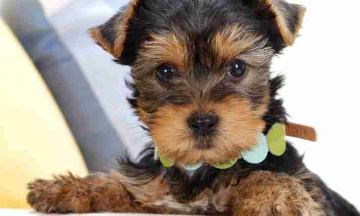 How just to care for a Yorkshire terrier