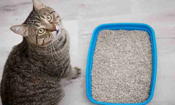 How to teach a kitten is independently and to go to a tray