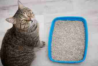How to teach a kitten is independently and to go to a tray