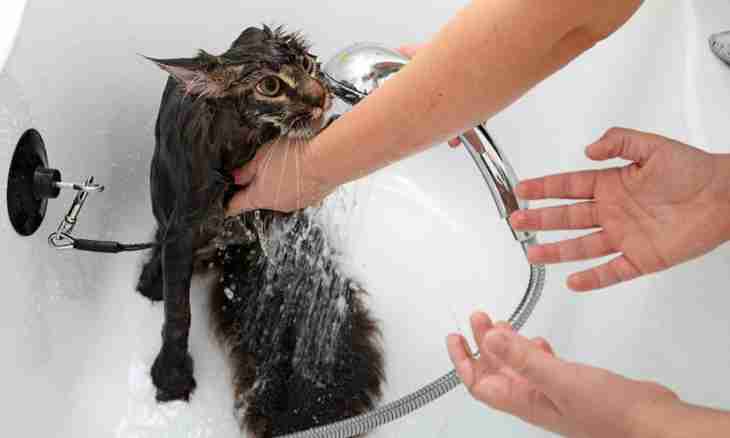 How to wash a kitten