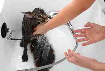 How to wash a kitten