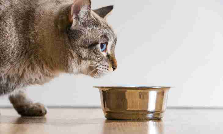What vitamins to give to a cat