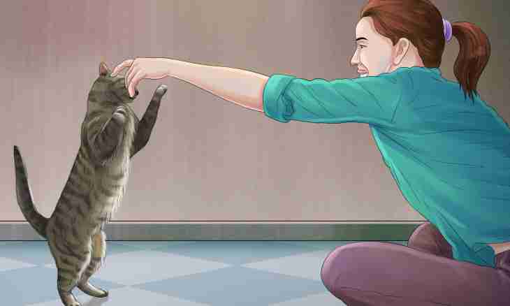 How to bring up a polite cat