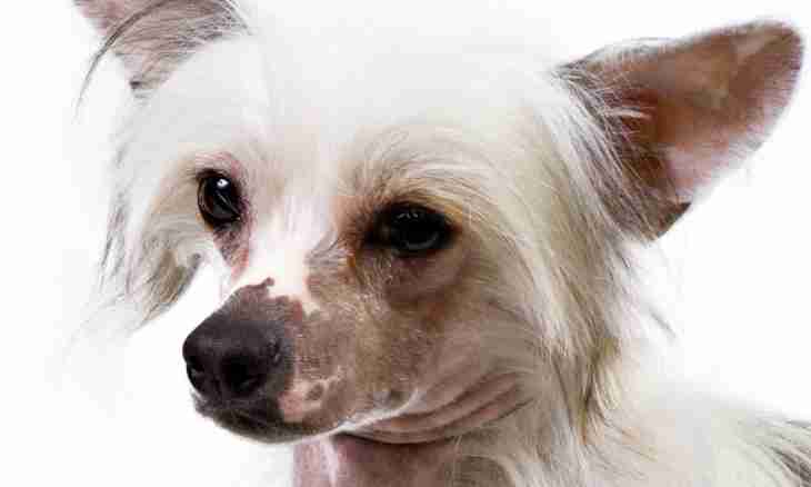 How to deliver ears to the Chinese crested dog