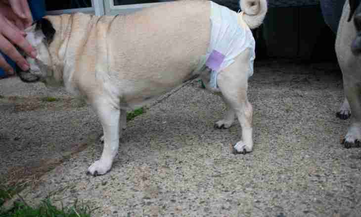 How to accustom a dog to a diaper
