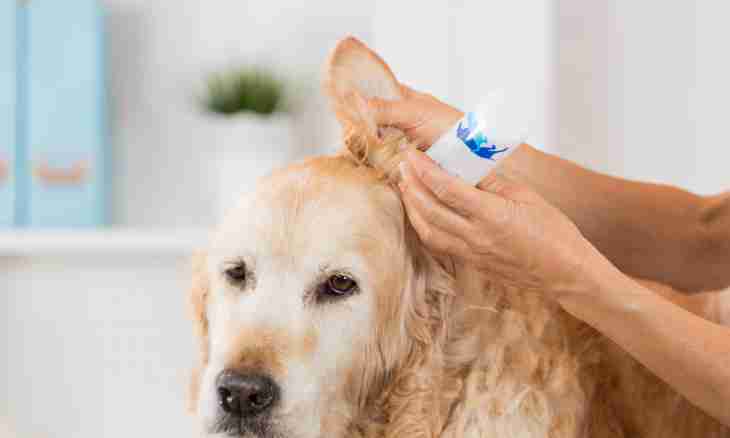 How to clean to a dog ears
