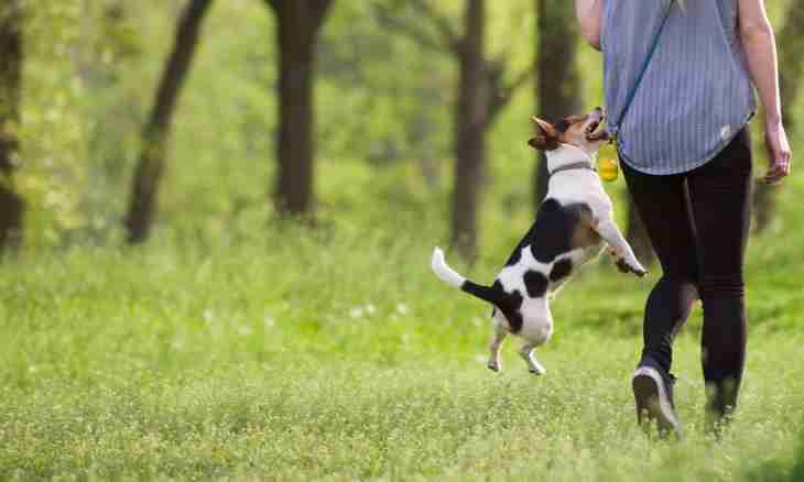 How to disaccustom to jump a dog on people