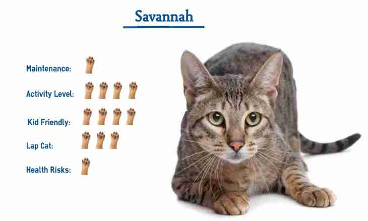 How to look after a cat of breed the savanna