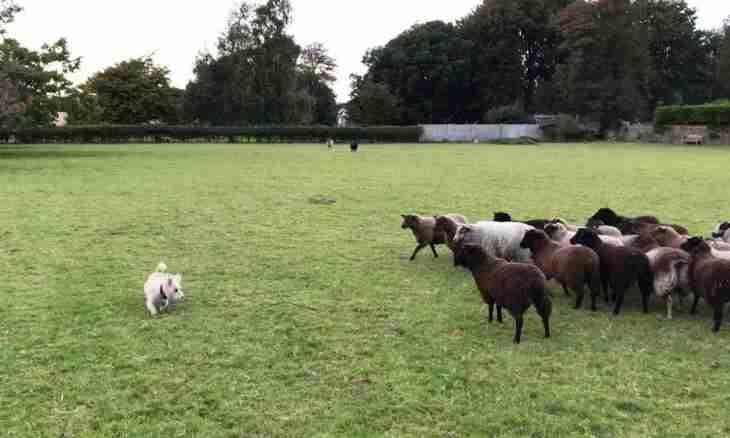 How to train the European sheep-dogs