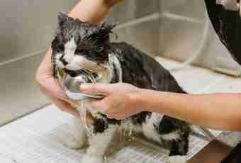 How to wash a cat without traumatism