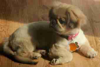 How to look after a Pekinese