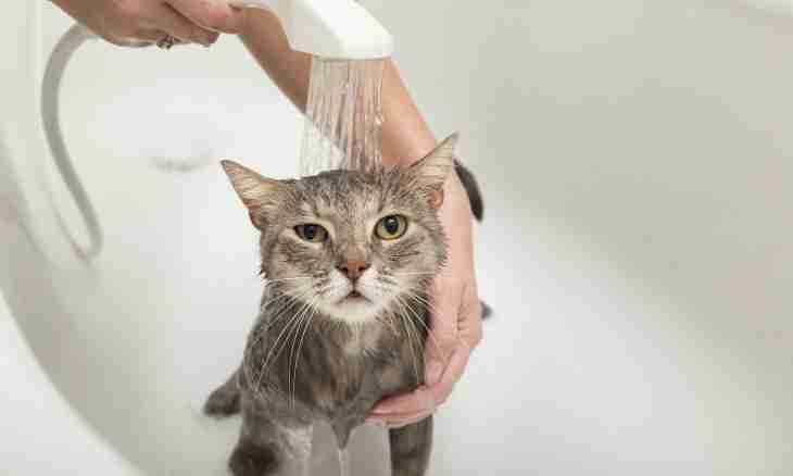 How to wash up a cat