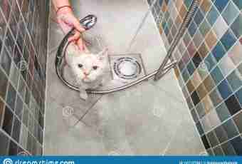 How to bathe a fluffy cat