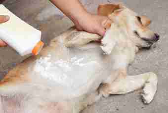 How to protect a dog from parasites