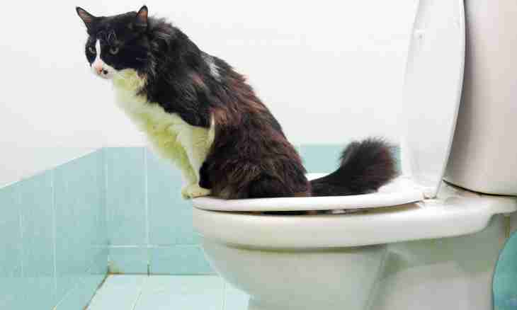 How to tame a kitten to a toilet
