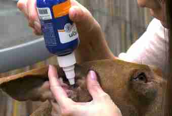 How to clean ears to a puppy