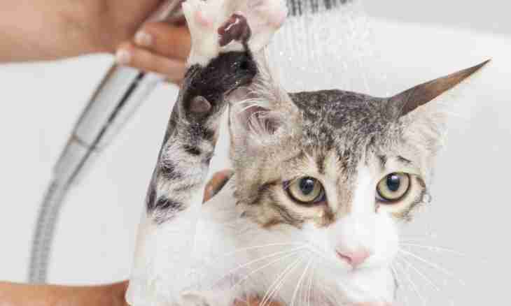 How to wash an adult cat