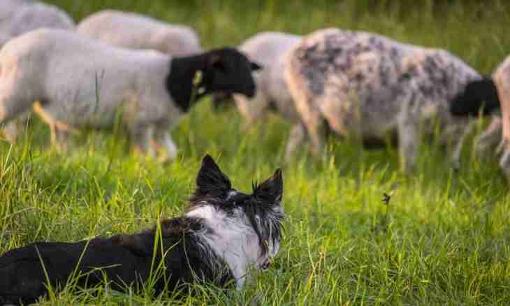 How to train the East European sheep-dog
