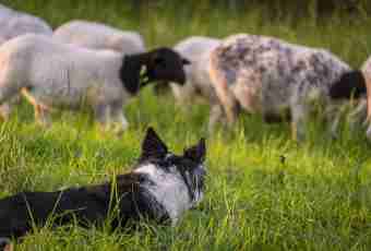 How to train the East European sheep-dog