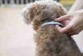 How to choose a collar from fleas for a dog