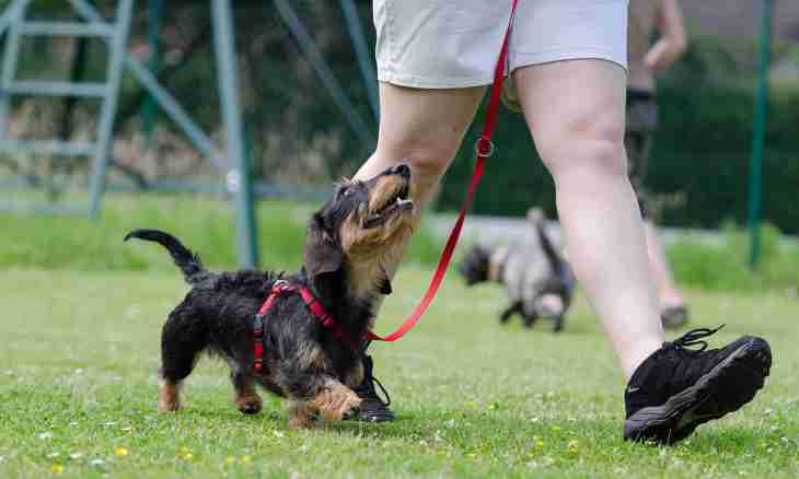 How to accustom a puppy to walk