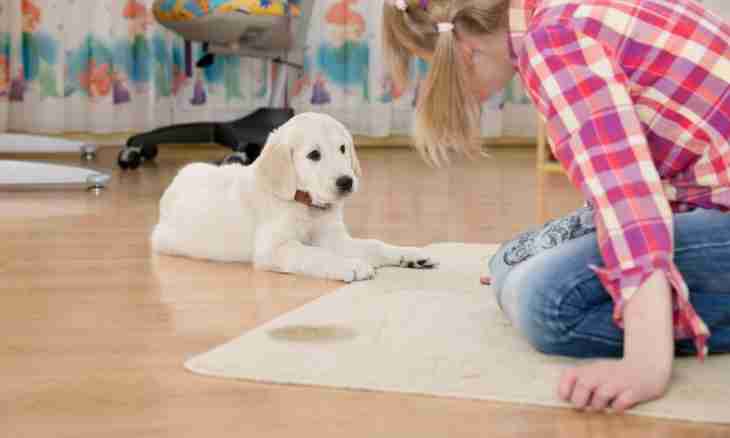 Training of dogs in house conditions: simple rules and receptions