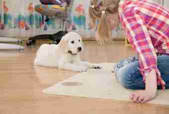 Training of dogs in house conditions: simple rules and receptions