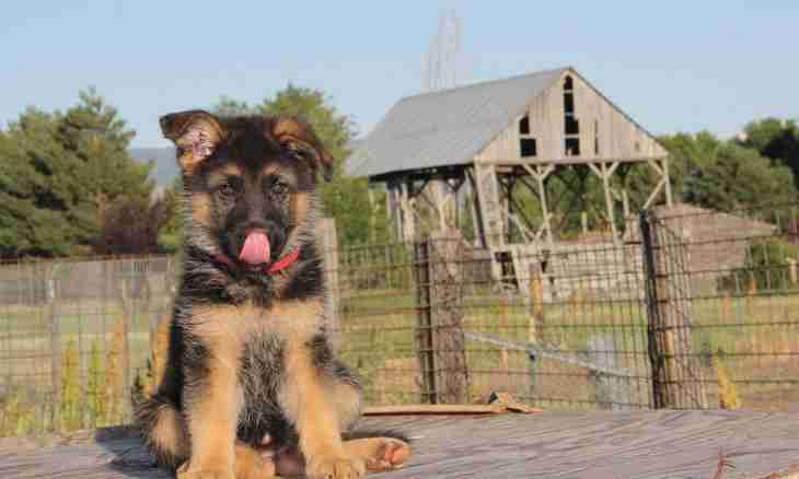 Care for a puppy of a German shepherd