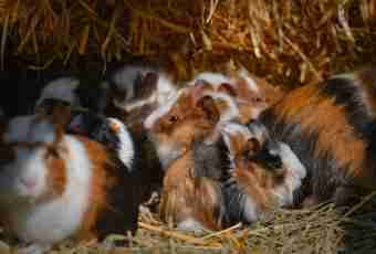How to make friends guinea pigs